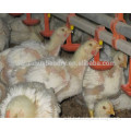 High quality poultry automatic chicken drinker